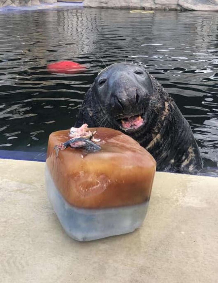 AMAZlNGNATURE's tweet photo. Rescued seal Yulelogs celebrated his 31st birthday with a giant ice cake

I didn’t even know that seals lived that long, but I’m glad they do https://t.co/ezzUgTOXBA