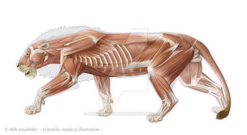 devaney314's tweet photo. @ShtarFish yes, it doesn't exist in humans. My advice is to look at big cat's anatomy like lions. Here you can see frontal leg which is huge compared to human arm. It's similar to those you can see in big bara wolfs (which funny enough doesn't align with real wolf anatomy) https://t.co/5N1Ai4maCv