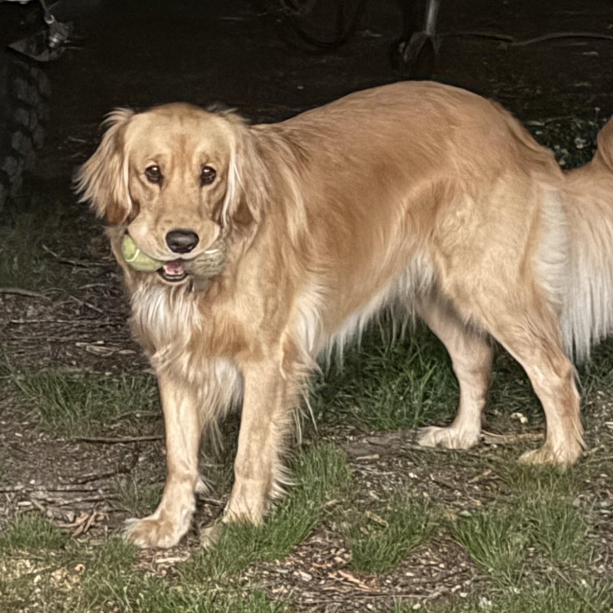 LafCoSheriff's tweet photo. Lost Golden Retriever - Faulkner Flats Area https://t.co/N2SEMvXiX2 https://t.co/3aMXUQl2G3