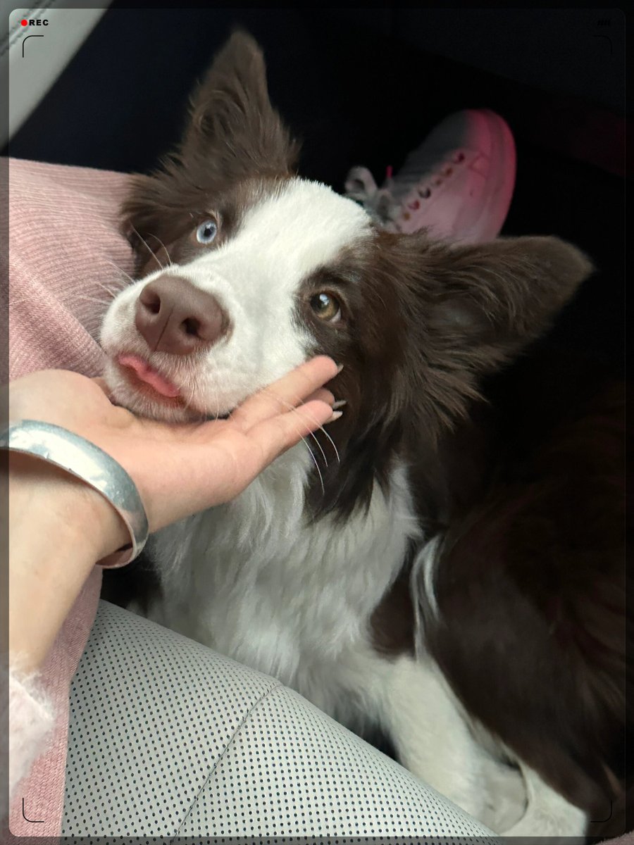 anwa_ratlib's tweet photo. [My rescue pup’s snuggles are the best stress relief after a long workday  No words needed, just wet noses and warm cuddles. #PetLove #DogCompanion] https://t.co/KNtP5nzYGC
