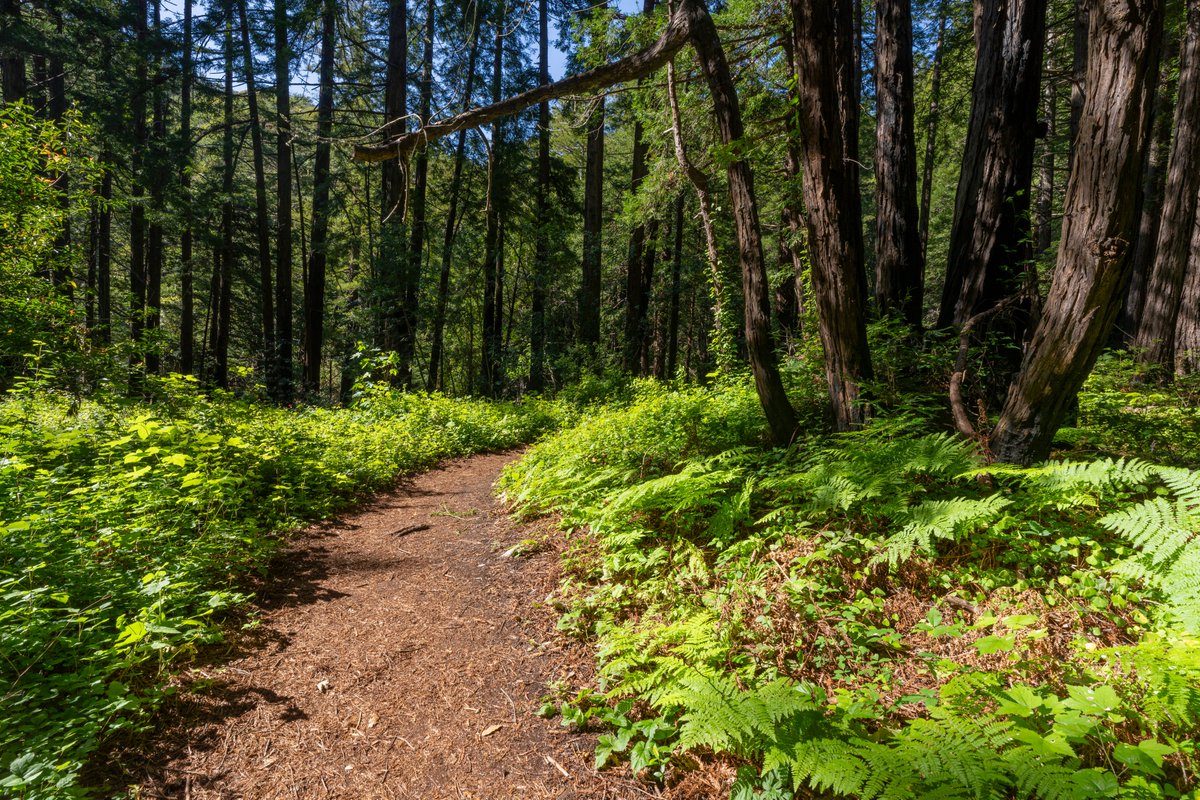 CA State Parks tweet media