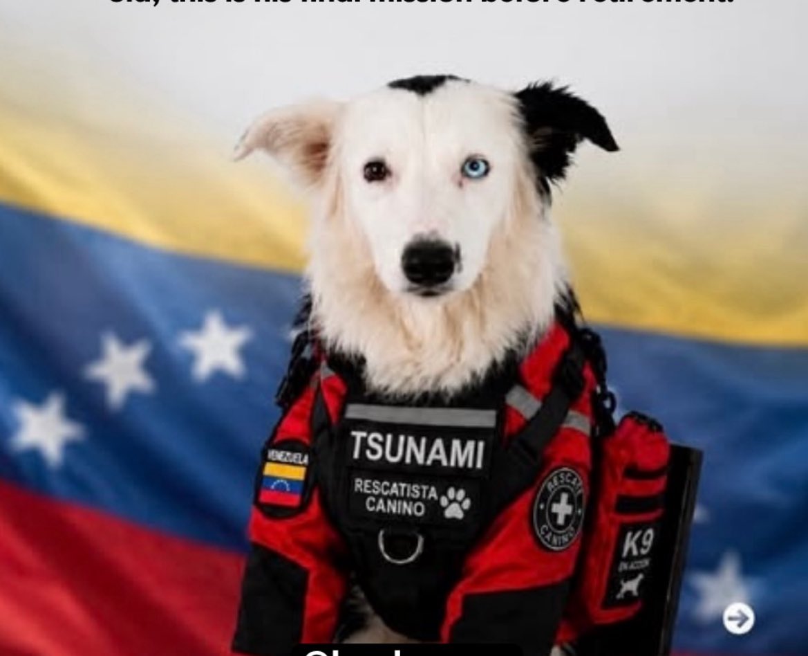 Puppieslover's tweet photo. Don’t pass without leaving a big heart ❤️ for this brave heroic dogs that traveled all the way from their country to Venezuela and helped save lives in their recent earthquake https://t.co/t7m6WQv6De