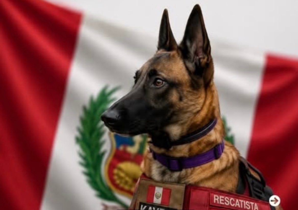 Puppieslover's tweet photo. Don’t pass without leaving a big heart ❤️ for this brave heroic dogs that traveled all the way from their country to Venezuela and helped save lives in their recent earthquake https://t.co/t7m6WQv6De