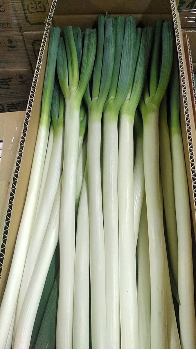 hagefarmer's tweet photo. ネギは育苗で収量が決まる

そして管理機を使用した土の動かし方で太くも細くもなる

よく聞かれる質問が「どんな資材使っているの⁇」

特別な資材なんて使っていないし、この世に悪い資材はない

資材ではなく播種から定植までの育苗管理と管理機の使い方だよといつも答える https://t.co/GP6JNwK5uc