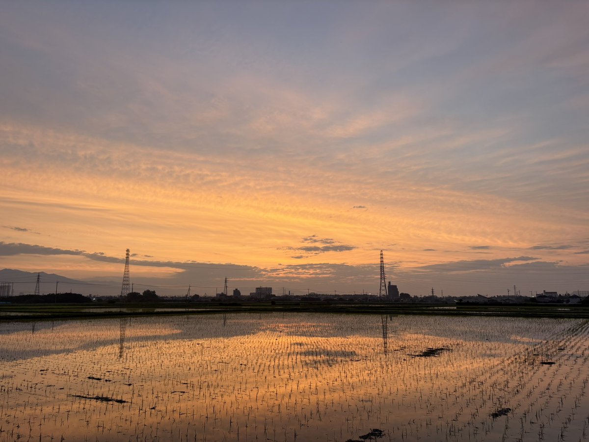 Skashides's tweet photo. 7/1（水） 21℃
昨夜の雷雨は嵐だった。猫も怯えていた。今朝は爽やかだ。道路にはゴミや葉っぱが散乱していて畑では作物が倒れていた。それなのに厩舎の窓が全開だった。雨が吹き込み雷鳴が轟いたであろうに馬たちは元気だった。
7月です。今月もよろしくお願いします🙇‍♀️
 #朝散歩 #夜明け #白胡麻馬 https://t.co/3UeHVOkNak