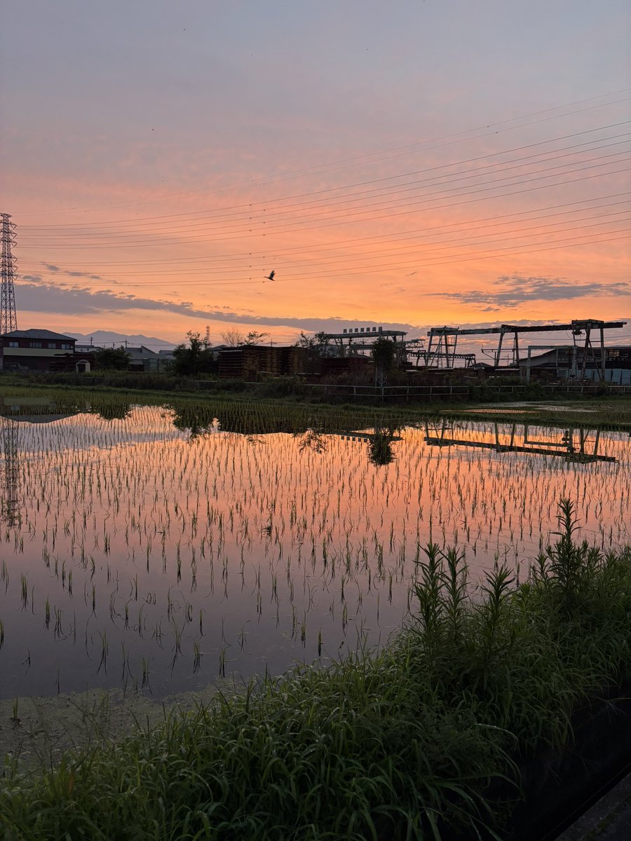 Skashides's tweet photo. 7/1（水） 21℃
昨夜の雷雨は嵐だった。猫も怯えていた。今朝は爽やかだ。道路にはゴミや葉っぱが散乱していて畑では作物が倒れていた。それなのに厩舎の窓が全開だった。雨が吹き込み雷鳴が轟いたであろうに馬たちは元気だった。
7月です。今月もよろしくお願いします🙇‍♀️
 #朝散歩 #夜明け #白胡麻馬 https://t.co/3UeHVOkNak