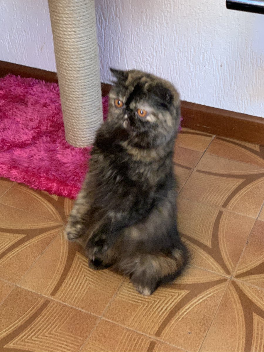 SunshineCau's tweet photo. @meowontheroof @AschMartina @meowontheroof ma ho anche loro eh ❤️❤️❤️❤️ qua i quadrupedi hanno la maggioranza ❤️❤️ https://t.co/bYcffnQQ1U