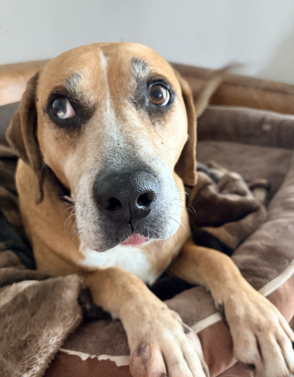LolaPatolla's tweet photo. Pets pleeeease ♥️
—Geddys https://t.co/LRehNHyAaw