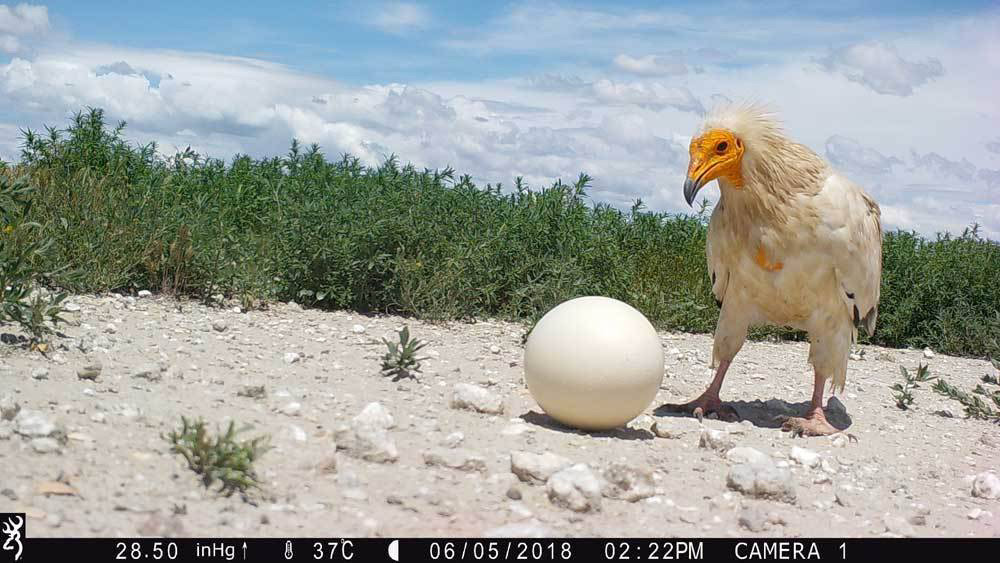 Trail_Cams's tweet photo. https://t.co/TWqN7Kf1qj