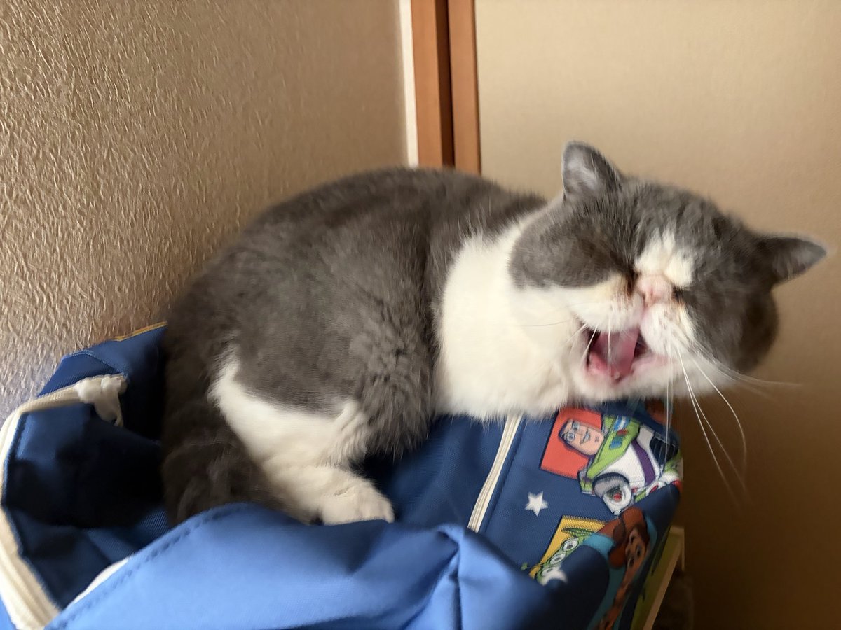 chococom55's tweet photo. おはにゃおーん𓏲𓎨⚡️

#猫かわいいね
#エキゾチックショートヘア https://t.co/i1pkONQMSy