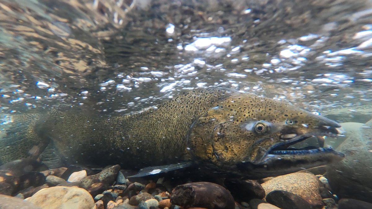 California Department of Fish and Wildlife tweet media