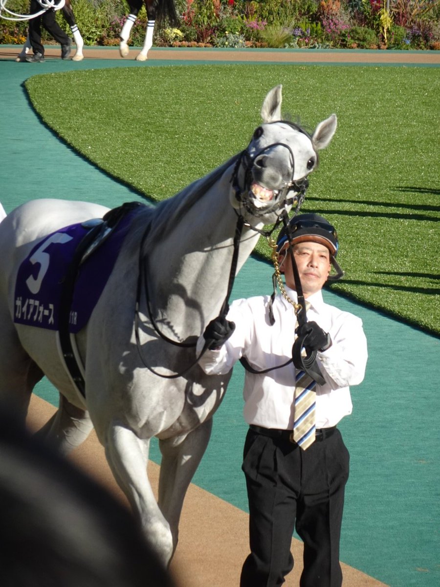 Chaso_0323's tweet photo. @misskoichiro 天皇賞秋と言う大舞台で自信満々のスマイルを出したりイクイノックスに抜かれてシナシナになるガイアフォース https://t.co/zed87gX7LI