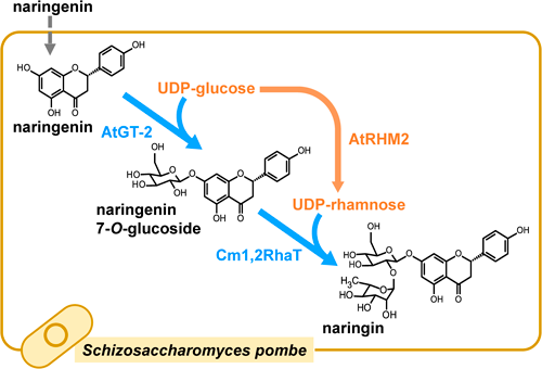 JspbOfficial's tweet photo. [Plant Biotechnology 43-2] 
Production of flavonoid O-diglycoside naringin via sequential glycosylation in engineered Schizosaccharomyces pombe as a whole-cell biocatalyst
Kubomura A., et al.

組換え分裂酵母の逐次配糖化により、ナリンギンの生産系を構築。

https://t.co/ZDwAjOduXr https://t.co/8LFnof0GdZ
