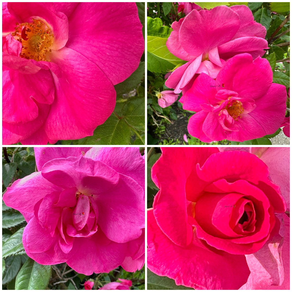 Aimee22026's tweet photo. Happy #RoseWednesday 🌹My📸 Have a fabulous Wednesday 🌹🩷
“Pink roses are nature’s way of showing that beauty can be soft and fierce.”- Unknown.
Happy new month! https://t.co/xzLn56nBl4