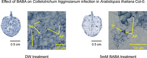 JspbOfficial's tweet photo. [Plant Biotechnology 43-2] 
β-Aminobutyric acid enhances Arabidopsis thaliana resistance to the hemibiotrophic fungal pathogen Colletotrichum higginsianum 
Narusaka M. &amp; Narusaka Y.

β-アミノ酪酸 (BABA) によるシロイヌナズナの炭疽病抵抗性を解析。

https://t.co/9gV8VrYSgD https://t.co/67SiRTP4ug
