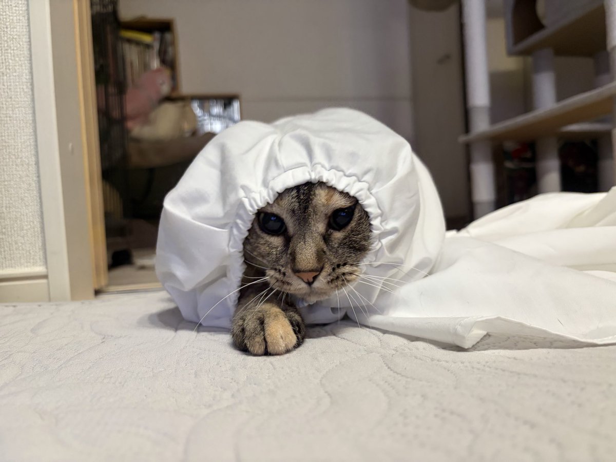 tsukushicompany's tweet photo. 給食当番で被ってたあの帽子っぽい！
#猫好きさんと繋がりたい #猫のいる暮らし https://t.co/AQIOkfWTgw