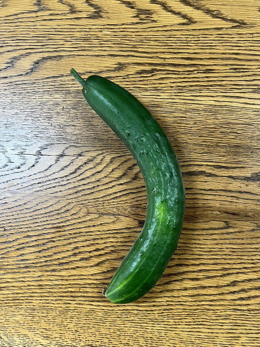 yoinyankochan's tweet photo. 今年は家庭菜園に挑戦中🍅🍆🫑
きゅうり初収穫〜🫶🏻✨🥒💕㊗️🎊

昨日(⬅️)今日(➡️)とどちらも
収穫が1日遅くて育ち過ぎの感が😣
皮が硬くて種が薄っすら…
コレは漬物にするかなぁ？

何事もタイミングが大事ね😅

…ってか
野菜に聞いてみるか！？🤣😽✊🧚

#家庭菜園
#きゅうり
#野菜と会話したい https://t.co/fLB5FnQ7dW