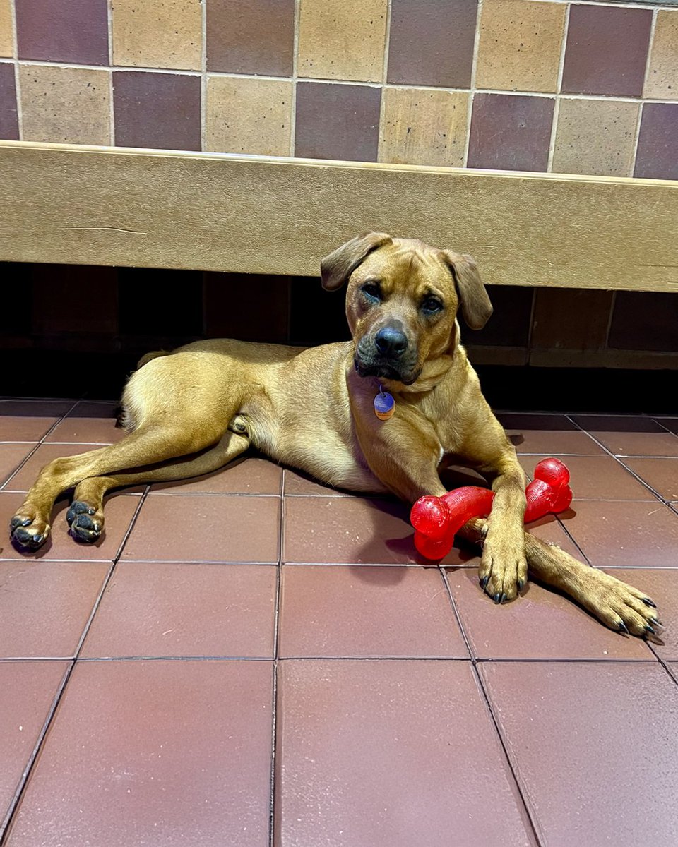 AnimalLeague's tweet photo. Hi! I'm Milo. 👋🐶

I know...I'm pretty handsome. And yes, this is my favorite chew toy. I figured I'd show it off while I wait for my forever family.

I thought I already found them once.

I came all the way from Georgia as a puppy, and for a while, I had a home. I thought my story was finished. But somehow, I found myself back here, looking out my kennel door and wondering when someone will choose me again.

The good news? I haven't given up.

I'm still the same happy, goofy Boxer mix who loves people, gets excited for treats, and soaks up every scratch behind my ears. I'm about 60 pounds of love, playfulness, and tail wags. I'd do best with someone who appreciates my big personality, and I could even have a canine sibling after a successful meet-and-greet. Kids ages 6 and up are great too!

Every day, I greet visitors with hope. Maybe the next person who stops will be the one who takes me home...for good.

Until then, I'll be right here, keeping my chew toy close and saving plenty of kisses for my future family. ❤️

📍 I'm Milo (#G29839), and I'm waiting to meet you at North Shore Animal League America in Port Washington, NY.
#GetYourRescueOn