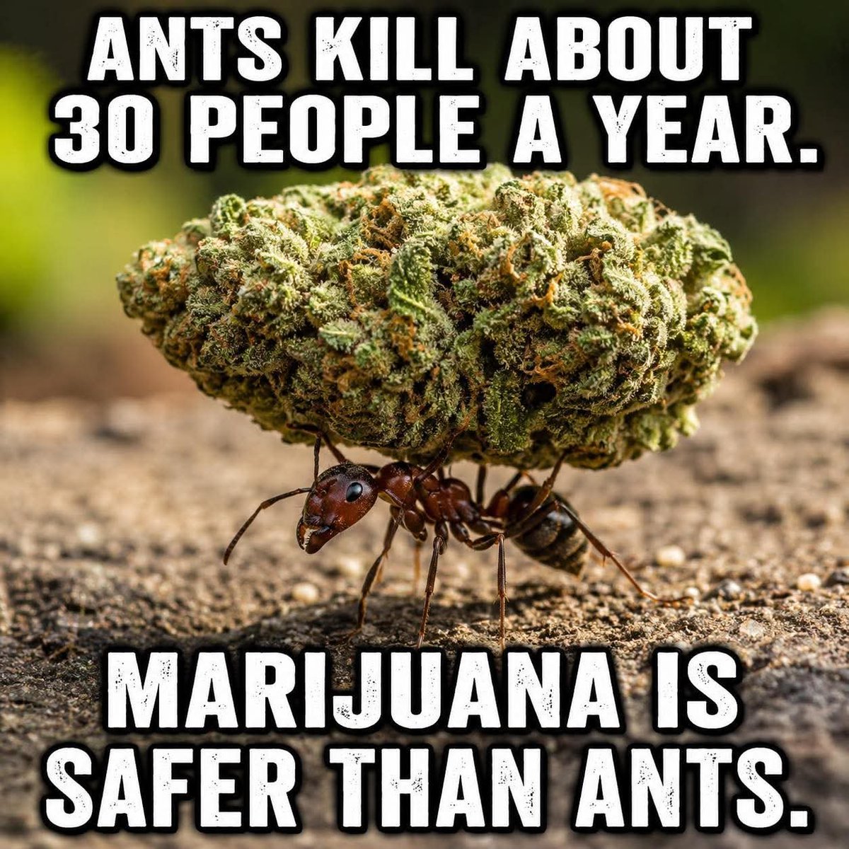 RobertFox_420's tweet photo. Marijuana is safer than Ants 🐜🐜🐜🐜
#cannabis #KeepItGreen #420Friendly #CannabisCommunity #cannabiseducation #ANTS #factsonly #factsdaily #facts https://t.co/6tVkxgAdor
