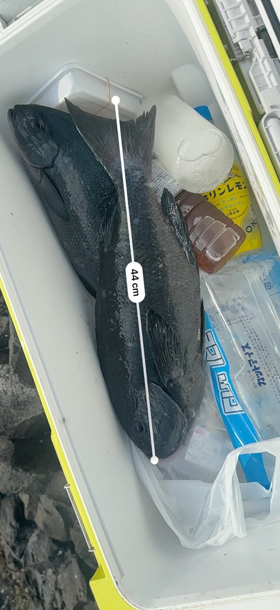 m90741964's tweet photo. 下田沖🙄一発目から４０センチキツい🥸足場ヤバすぎて最初で最後かね🥸 https://t.co/MLfh89EzMb