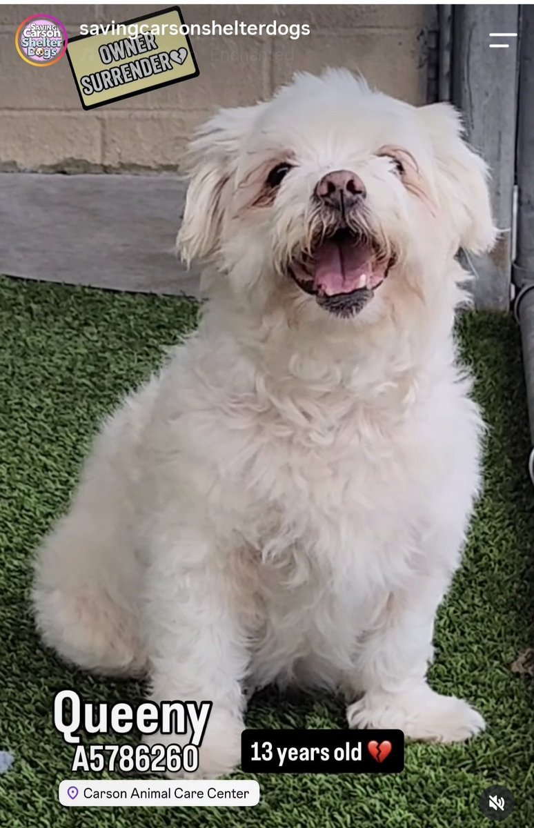 mapleveewesem's tweet photo. 💔🆘️💔 OH. MY. DOG! The most adorable senior you will ever see!😍 13 yo QUEENY was just surrendered to Carson California ACC yesterday, 6-29. 12 5 lb Maltese. Ready to go home with you &amp; adoption fee waived. Go get her NOW 🙏 info 🔽 
#A5786260 https://t.co/lUWVcG2Yrm
