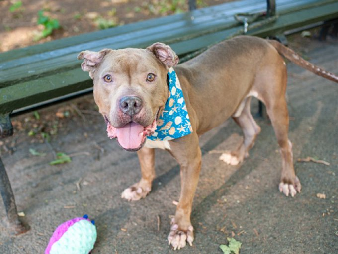 notthesameone2's tweet photo. 🚨 Last call for volunteer favorite Evander, now under kill command. Came in an underweight stray end of May. In trouble for biting a staff member's sweater, made a small tear. housetrained, super social & playful, bouncy, great leash-walker, neutral passing strangers & dogs. Has chronic ear infection.