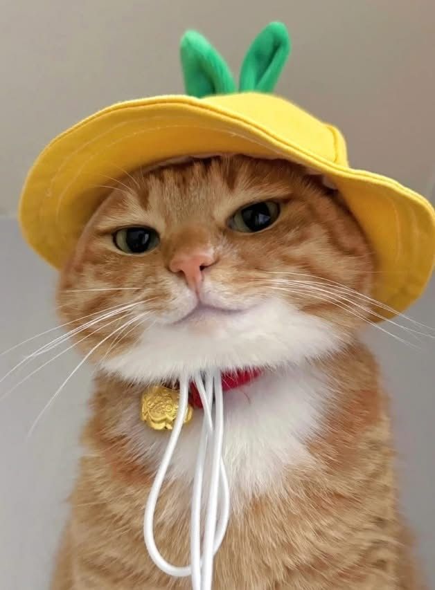 nekocatts's tweet photo. 🤨 https://t.co/VgcRrttMvm