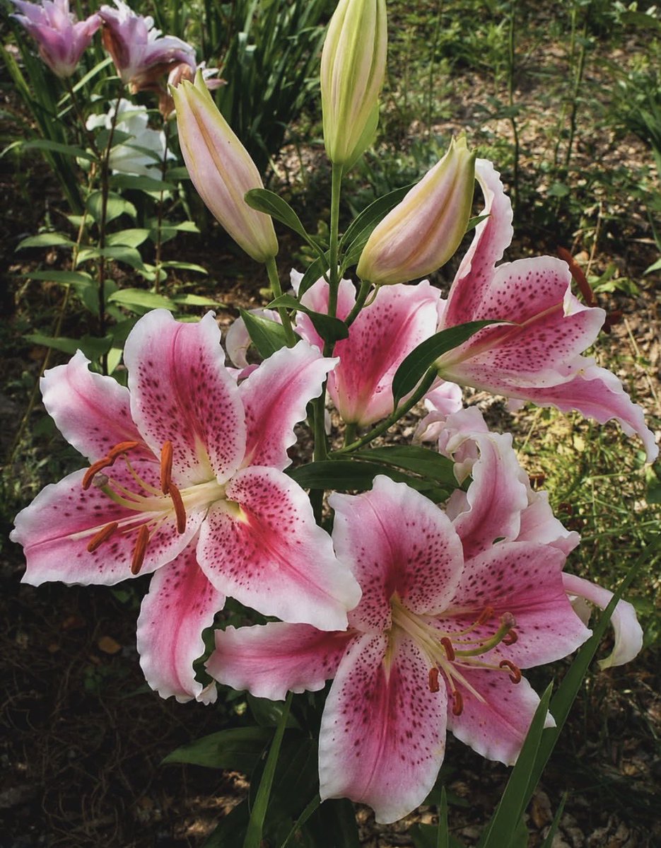 naturehealyou's tweet photo. lilies🩷 https://t.co/aur1Ig7XIG