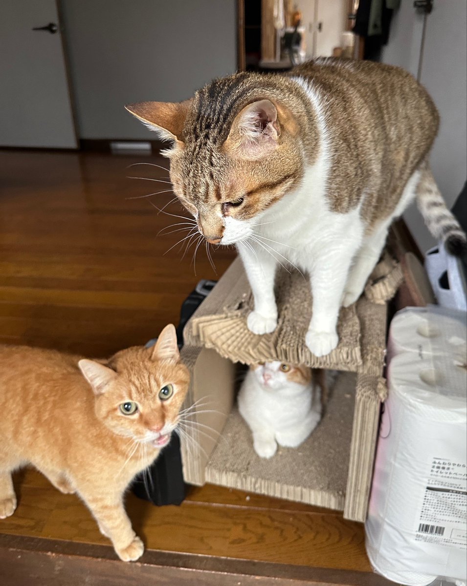 猫きち様　ご確認用 おはようございます☁️ 7月もよろしくお願いします🙇‍♀️ #猫好き
