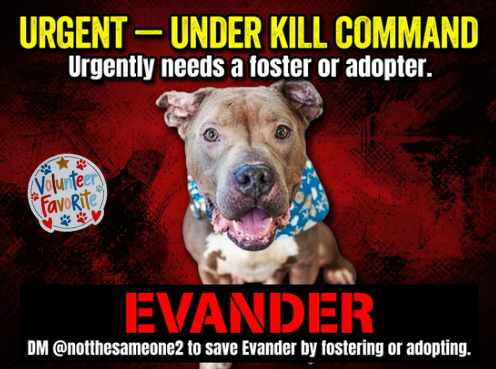 Jazzstew34's tweet photo. 🐾🚨 URGENT — Evander (NYCACC)  UNDER KILL COMMAND ⏰💉

🐶💕Evander is a volunteer favorite now under kill command. This sweet 2-year-old boy came in as an underweight stray at the end of May. He got into trouble for biting a staff member’s sweater (small tear) — likely out of fear and stress in the shelter.

Despite everything, Evander is housetrained, super social and playful, bouncy, a great leash-walker, and neutral with passing strangers and dogs. He has a chronic ear infection and needs some medical care along with patience and love.

Evander urgently needs a foster or adopter right away to save his life.

DM @notthesameone2 if you can give this bouncy boy the loving home he deserves ❤️🐾

Adopt ❤️ Foster 🏠 Pledge 💰 Share 📣 Rescue 🐾

@PoundHoundsResQ @muddypawsNE @AMAAnimalRescue @MiracleLnResq @SCARRescue @RescueCity @nycscr @bestfriends @WaggytailRescue @BadassDogRescue @ForBlakesSake @AmsterDogRescue @LouiesLegacy @NYBullyCrew @AnimalHaven @GSGSR

#NYCACC #NewHopePartners #SaveEvander #UnderKillCommand #FosterNeeded