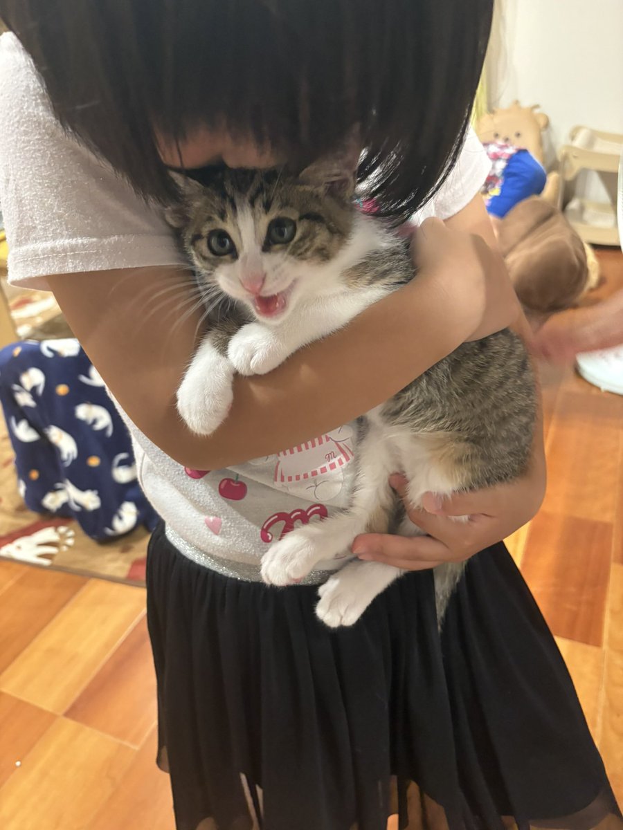 kagisuzu0531's tweet photo. ついに長女が子猫にも
手を出してしまいました https://t.co/S4RF0lt3PU
