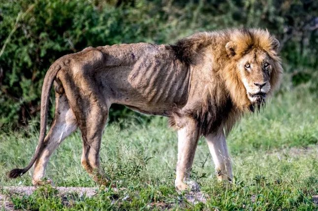 exhaustedtime's tweet photo. @markgoldbridge The lion https://t.co/DvvN5zWdlD