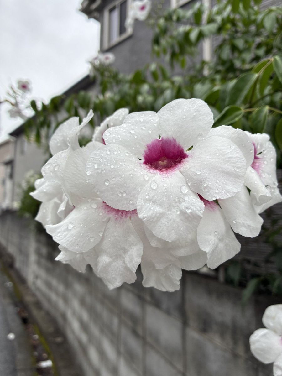 black0710228's tweet photo. #私の_世界に一つだけの花 https://t.co/69d0NhJI74