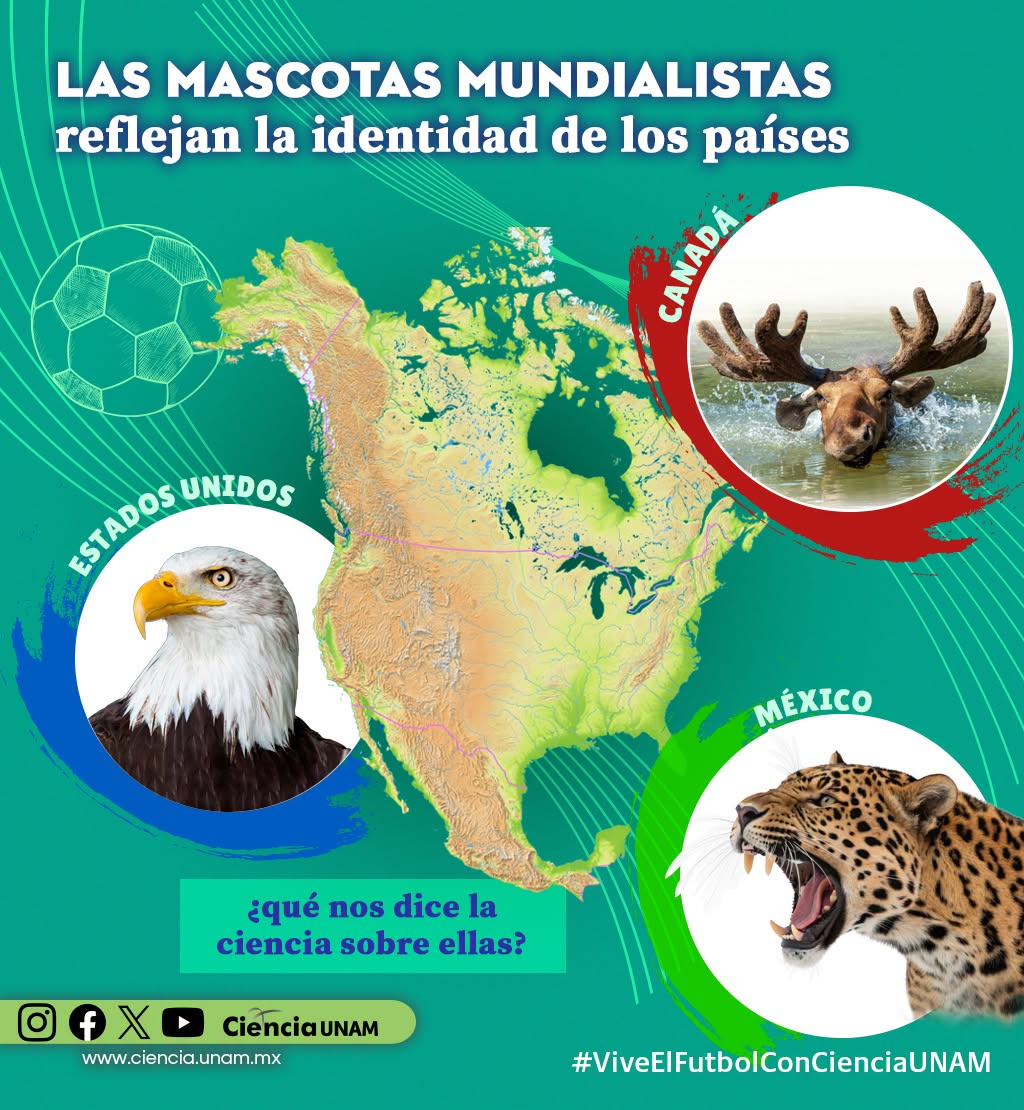 UNAM_MX's tweet photo. El águila calva 🦅, el alce canadiense 🫎 y el jaguar 🐆 -mascotas del #Mundial2026- son especies emblemáticas de Estados Unidos, Canadá y México. Conoce algunas de sus características.
Infografías de @Ciencia_UNAM 👇. https://t.co/2QmwIu1oyB