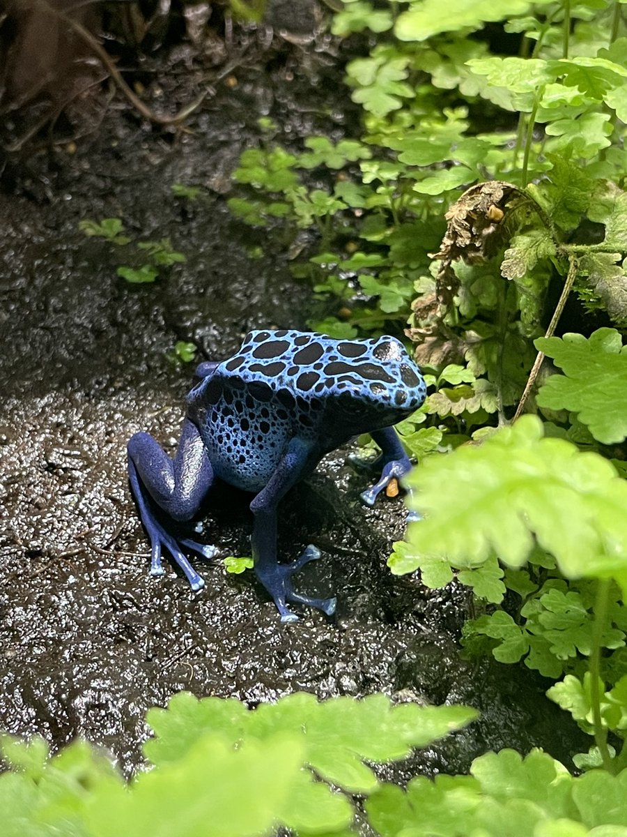 SnowDrop613n's tweet photo. 🐸 https://t.co/sikcWBBVmM