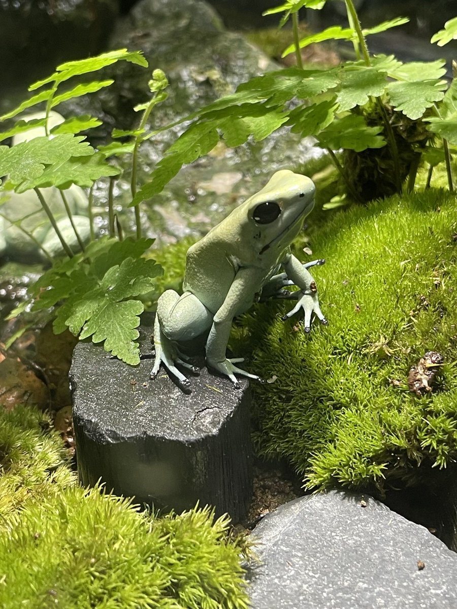 SnowDrop613n's tweet photo. 🐸 https://t.co/sikcWBBVmM
