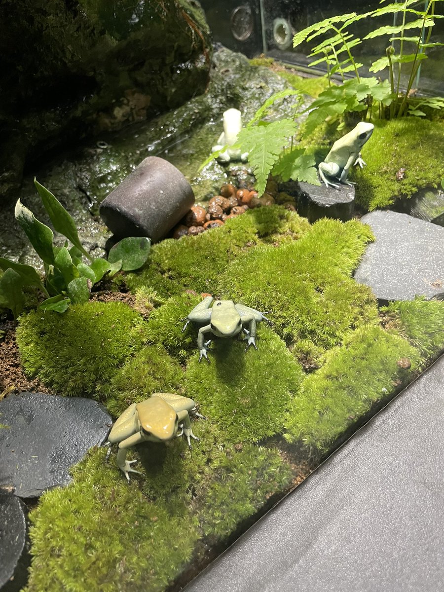 SnowDrop613n's tweet photo. 🐸 https://t.co/sikcWBBVmM