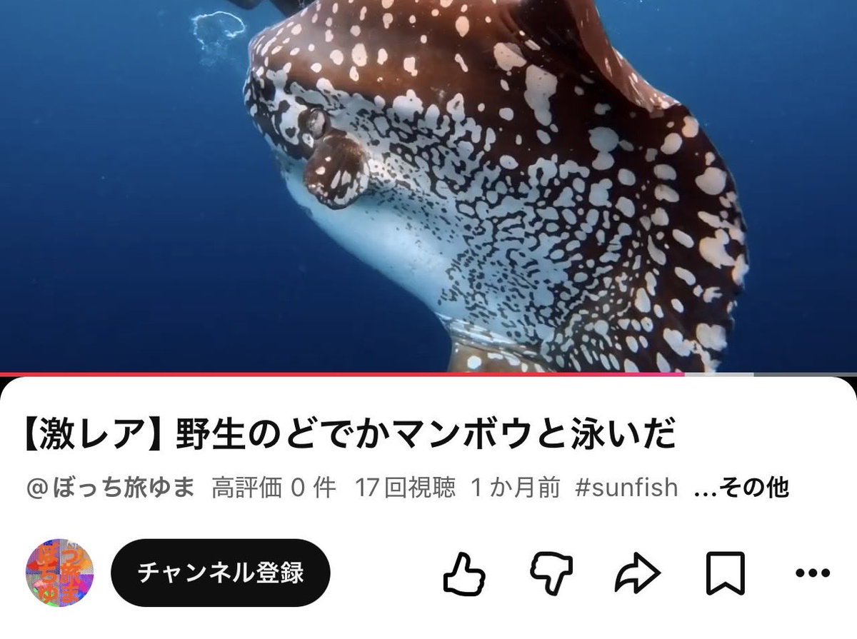 aimotorega's tweet photo. https://t.co/IJ79IjkJRq

バブルマンボウYouTubeでもありました！しかも野生ver https://t.co/W2NdwwonhW