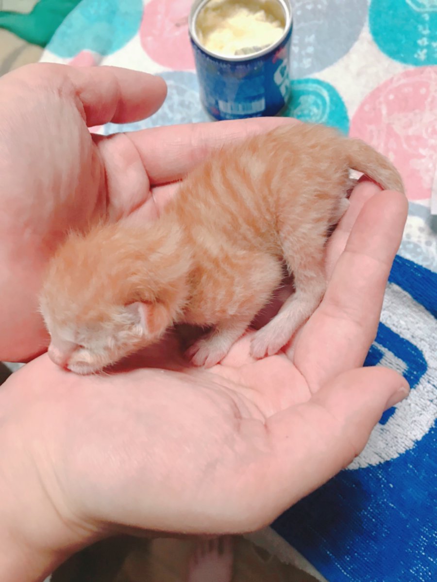 natadekinoko's tweet photo. 職場で死んでるかと思って拾った子猫(86g)が何だかんだで昨日5歳(6.3㎏)になった https://t.co/j64SIZfcsS