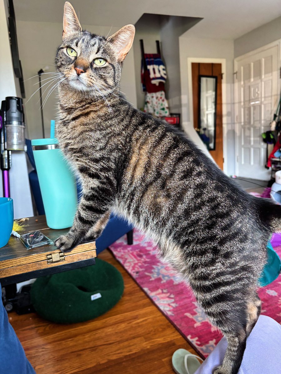 Pickles_nOlive's tweet photo. One wordβ¦GORGEOUS π²ππ₯° those stripes thoooo πΌπ½πΉ okay maybe thatβs a few more words than one ππ€£π₯π«π
#tabbytuesday #tabbycatsoftwitter #tongueouttuesday #tabby #tabbycats https://t.co/ZBdRCYqzjH