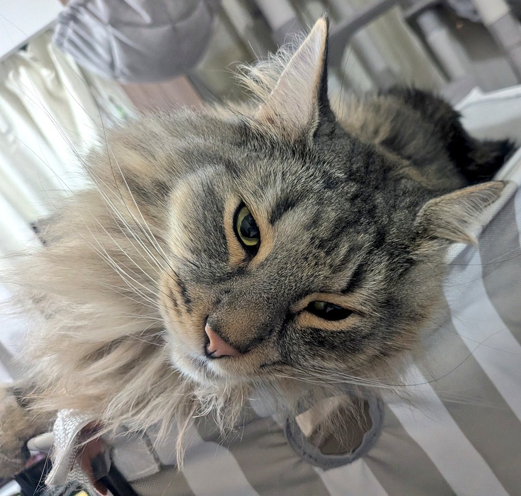 solvandgull's tweet photo. まどろみソルくんです🐱🥱･° https://t.co/SuY6h66gEm