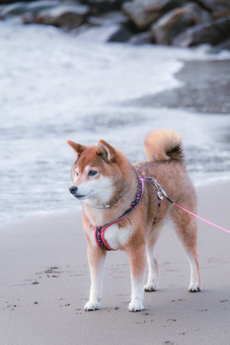 7月！ 元気にいきましょう🐶😆