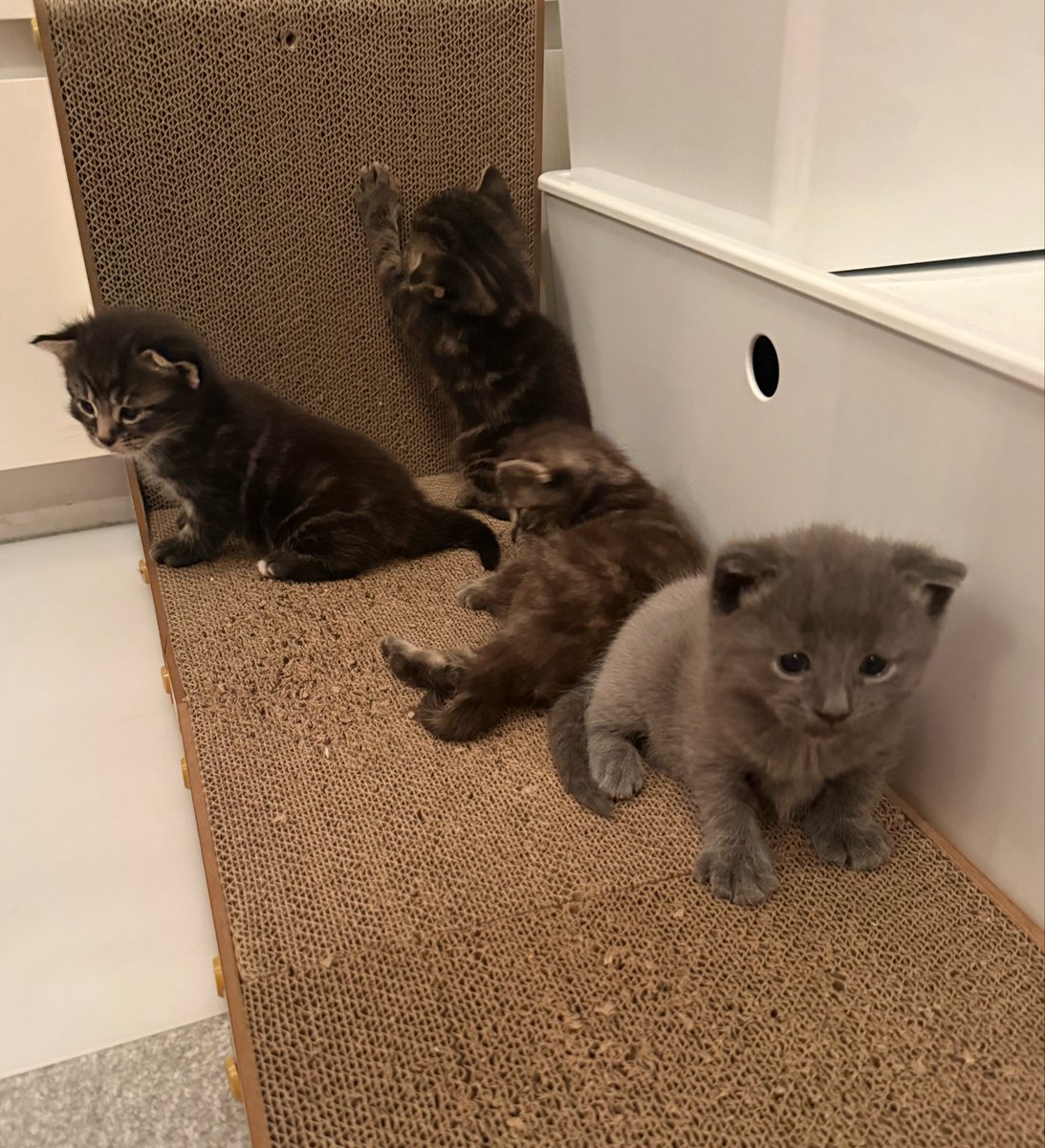KittensCam's tweet photo. We’re out and about 
👀🙀😹🫣

#fairycatmother #catsofX #adoptdontshop #luna #phoenix #griffin #hagrid #pixie #hedwig #kittenCam #kittensofX #cats #kittens 🐾 https://t.co/0FWHp9sNcB