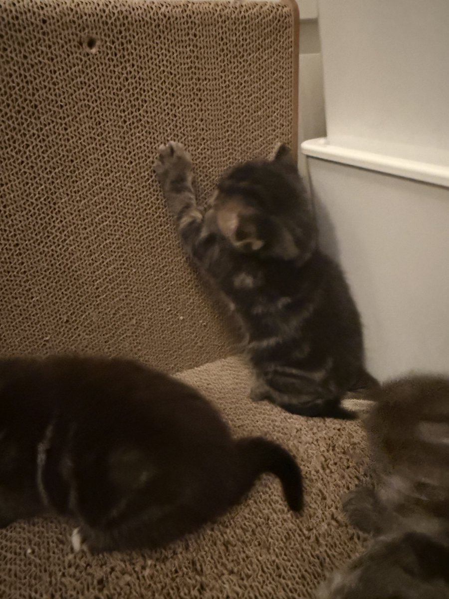 KittensCam's tweet photo. We’re out and about 
👀🙀😹🫣

#fairycatmother #catsofX #adoptdontshop #luna #phoenix #griffin #hagrid #pixie #hedwig #kittenCam #kittensofX #cats #kittens 🐾 https://t.co/0FWHp9sNcB