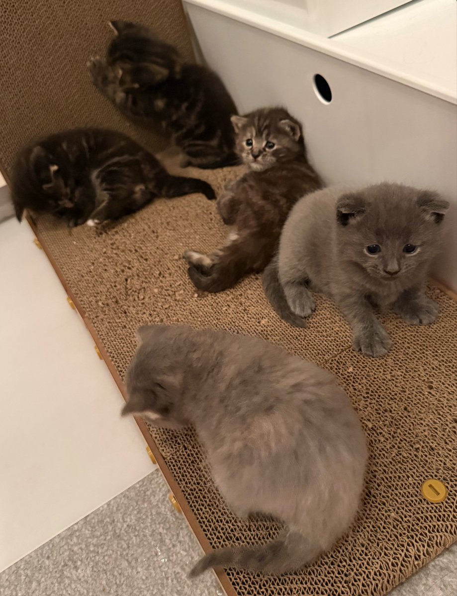 KittensCam's tweet photo. We’re out and about 
👀🙀😹🫣

#fairycatmother #catsofX #adoptdontshop #luna #phoenix #griffin #hagrid #pixie #hedwig #kittenCam #kittensofX #cats #kittens 🐾 https://t.co/0FWHp9sNcB