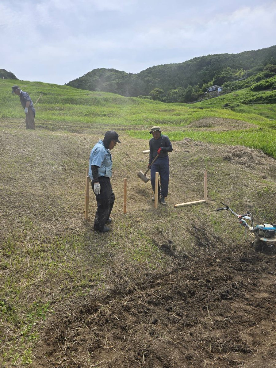 noto_senmaida's tweet photo. 地震や豪雨で被災し、2年6ヶ月手付かずのエリアの修復作業を連日行なっています！

こちらの写真は、地震で地滑りを起こしなだらかな土手になった箇所に一枚新たに田んぼを形成しています😳！

直すだけでなく、作るのも修復。
全体で美しい棚田のバランスを作り上げる、まさに千枚田アートのプロデューサーのおじさんたち笑

というのもあるけど、作れる場所を見つけたら、農家の血が騒いで作りたくなるのかもしれません😂

廃材などを活用しながら、杭を打ち形成中。
こうして千枚田は形を変えながら維持されてきたのですね。
まさしく動的な千枚田。
1004枚というのは国の名勝指定された時の枚数であり、実際はうねうねと形や枚数を変えながら、いきもののような棚田です。
まさしく知恵と技術の集結です✨

展望台から見たら、草刈りして土が見えている海の方（3枚目）ここを修復しています。

#令和6年能登半島地震 #能登豪雨 #輪島 #白米千枚田