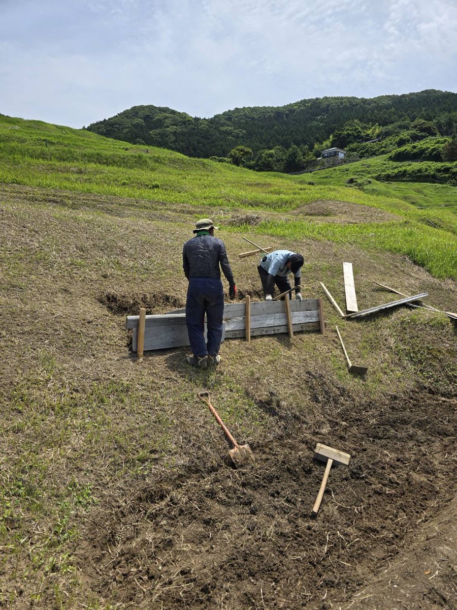 noto_senmaida's tweet photo. 地震や豪雨で被災し、2年6ヶ月手付かずのエリアの修復作業を連日行なっています！

こちらの写真は、地震で地滑りを起こしなだらかな土手になった箇所に一枚新たに田んぼを形成しています😳！

直すだけでなく、作るのも修復。
全体で美しい棚田のバランスを作り上げる、まさに千枚田アートのプロデューサーのおじさんたち笑

というのもあるけど、作れる場所を見つけたら、農家の血が騒いで作りたくなるのかもしれません😂

廃材などを活用しながら、杭を打ち形成中。
こうして千枚田は形を変えながら維持されてきたのですね。
まさしく動的な千枚田。
1004枚というのは国の名勝指定された時の枚数であり、実際はうねうねと形や枚数を変えながら、いきもののような棚田です。
まさしく知恵と技術の集結です✨

展望台から見たら、草刈りして土が見えている海の方（3枚目）ここを修復しています。

#令和6年能登半島地震 #能登豪雨 #輪島 #白米千枚田