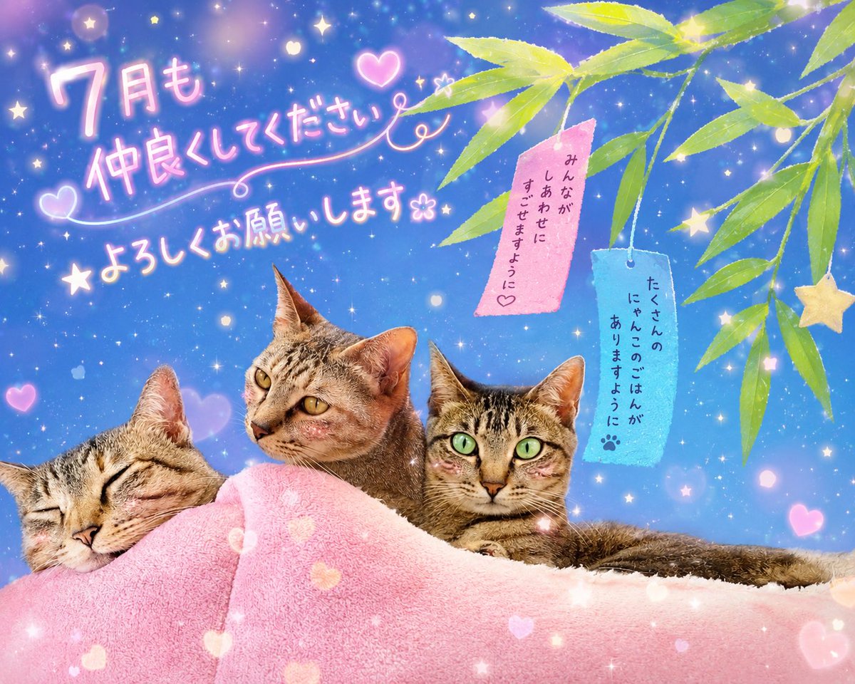 5Q7W0dVrAl2273's tweet photo. おはようございます☔✨

7月もよろしくお願いしますꕤ︎︎

 #猫好きさんと繋がりたい
 #あつ森民と繋がりたい https://t.co/XiAsvEp9kp