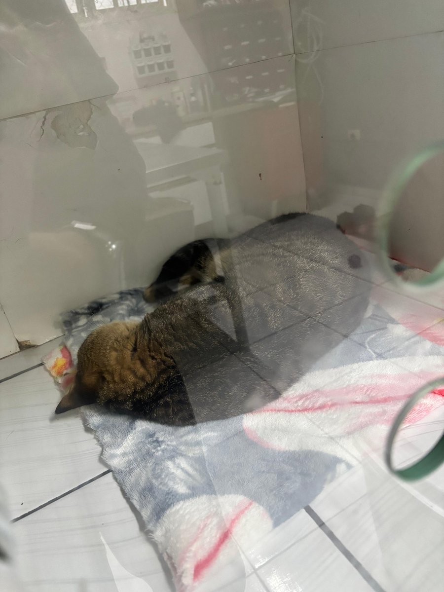 fluoxetiscia's tweet photo. Oi gente, tudo bem? Meu gatinho está sofrendo com uma
broncopneumonia, devido a uma causa desconhecida, além de estar com suspeita de cardiopatia. Criei uma vakinha pra ajudar a cobrir os custos dos exames, internações e consultas dele. Quem puder ajudar compartilhando ou doando https://t.co/YRG8k3kUxz