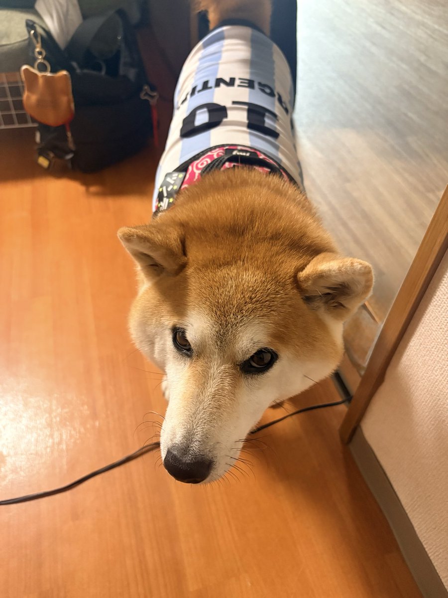 onewmatsu's tweet photo. うちのメッシが決める気マンマンです⚽️💖
#メッシ #アルゼンチン代表 #柴犬 #shiba #柴 https://t.co/DFFHZqfHv6